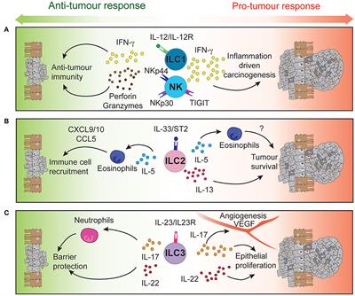 Innate Lymphoid Cells in Colorectal Cancers: A Double-Edged Sword